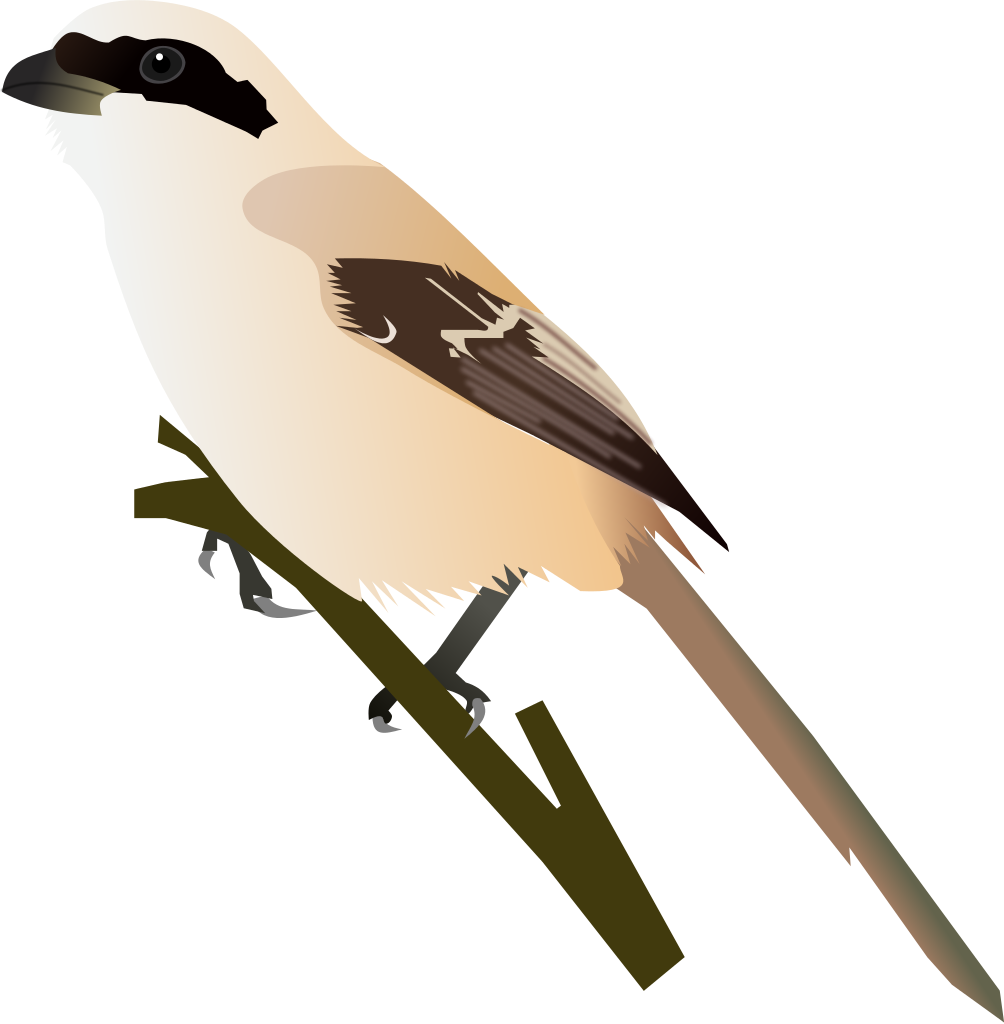 Shrike PNG Clipart Background