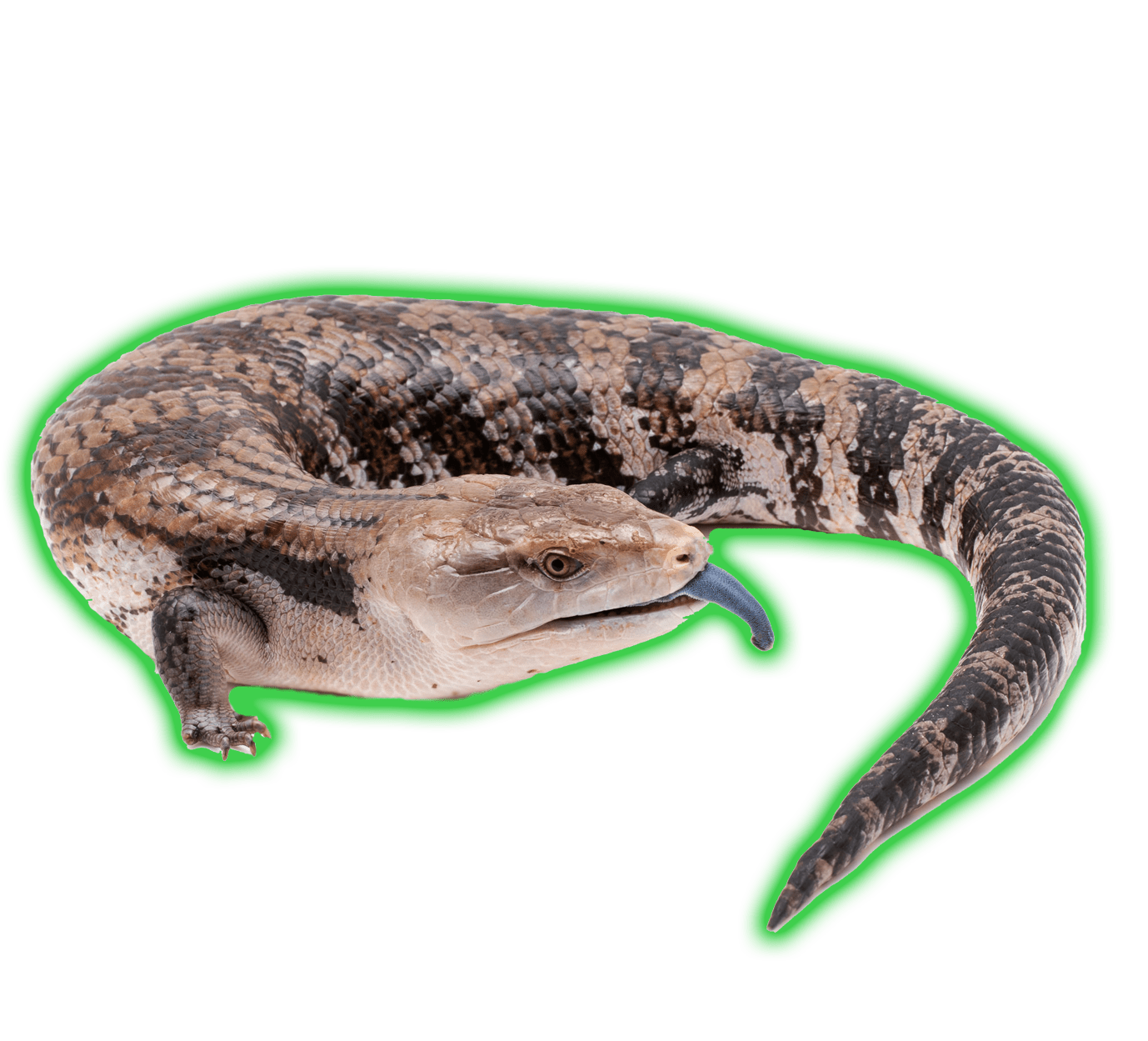 Skinks PNG Images HD