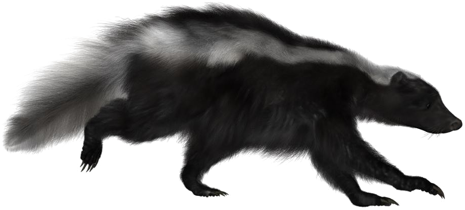 Skunks PNG HD Quality