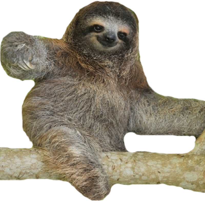 Sloth Background PNG