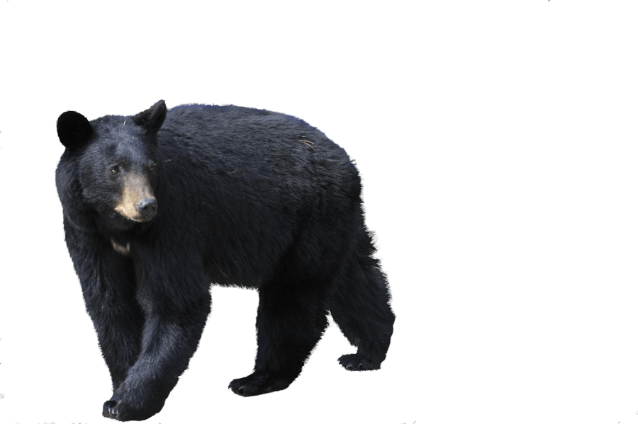 Sloth Bear PNG Clipart Background