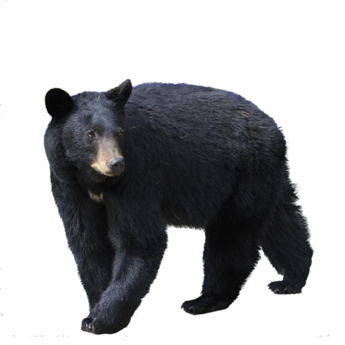 Sloth Bear PNG Pic Background
