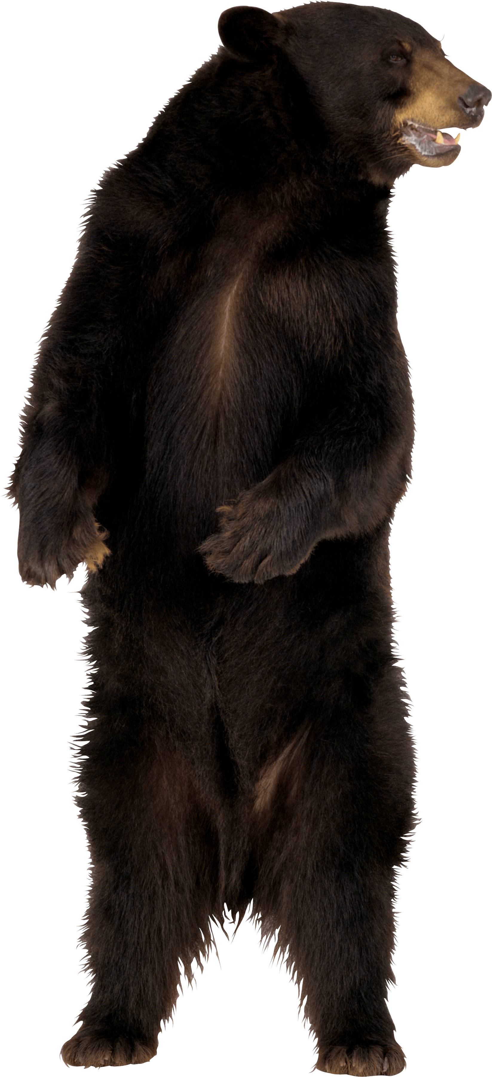 Sloth Bear Transparent Background