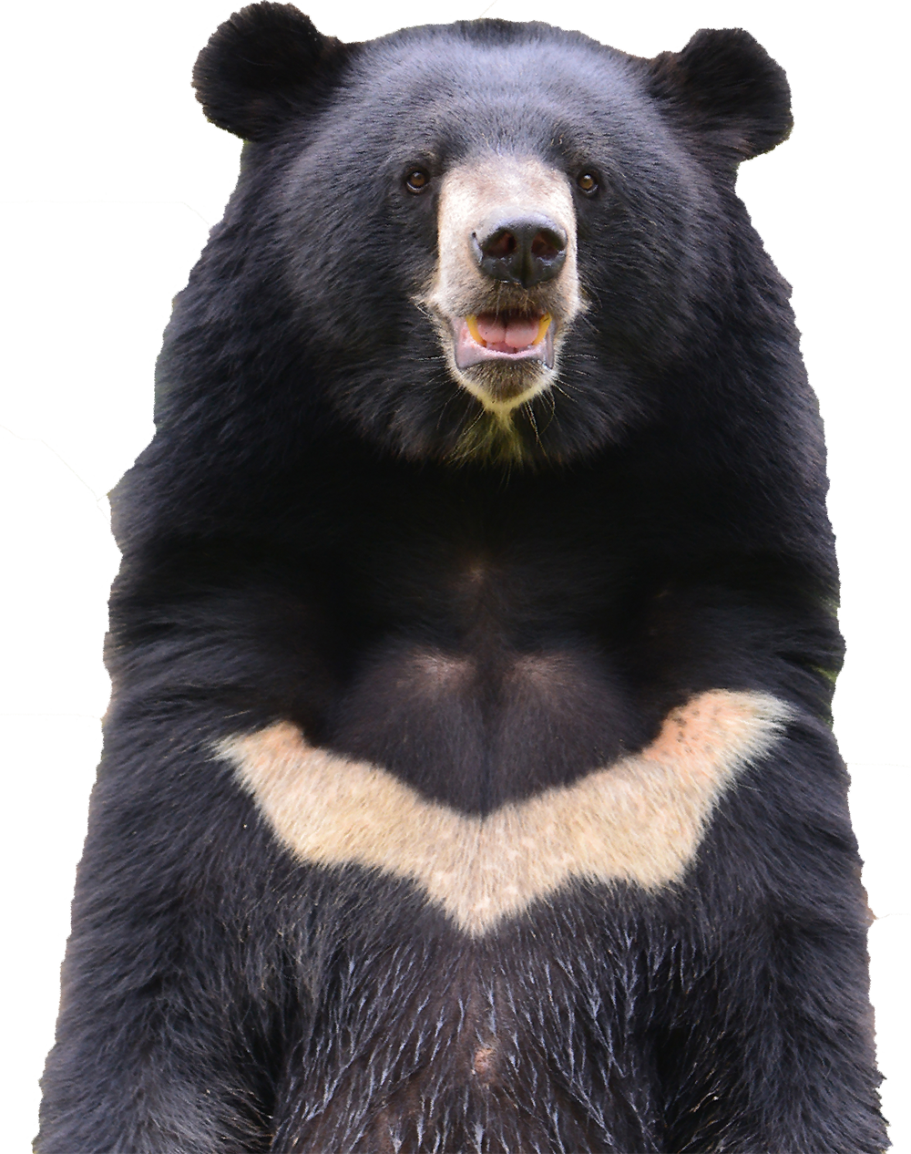 Sloth Bear Transparent PNG