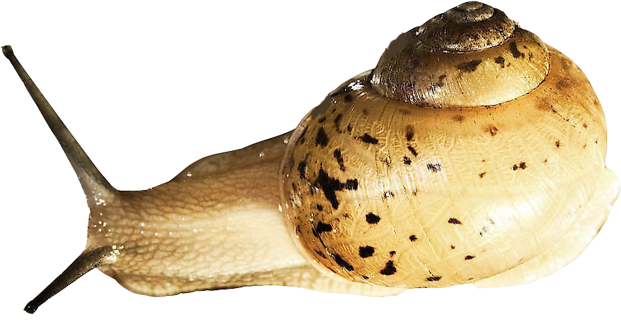 Slugs PNG Clipart Background