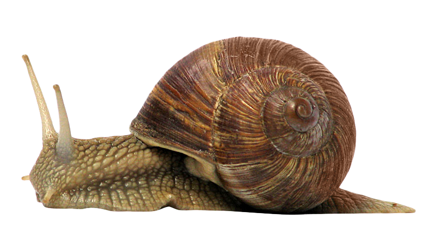 Snails Background PNG