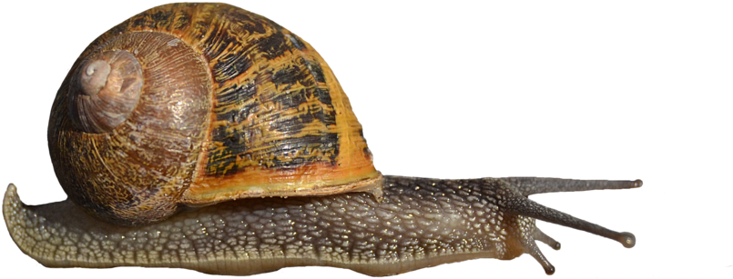 Snails Download Free PNG