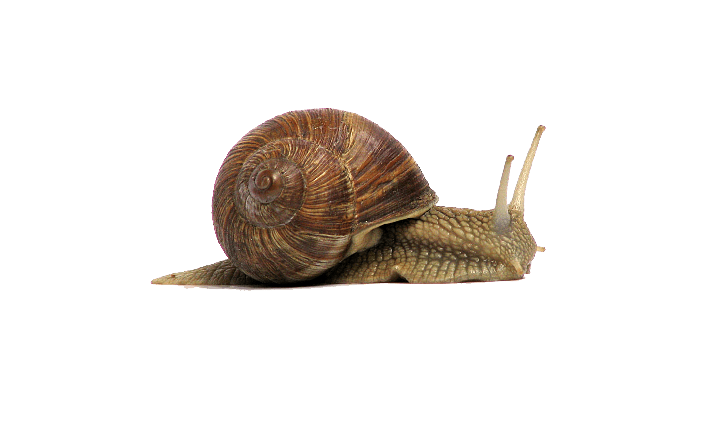 Snails Free PNG