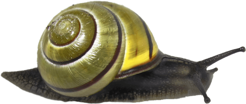 Snails PNG Background