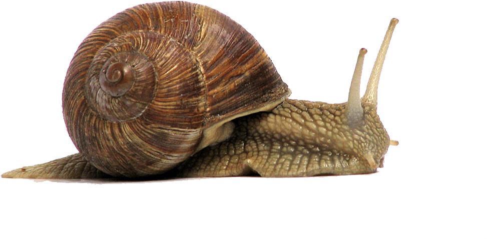 Snails PNG HD Quality