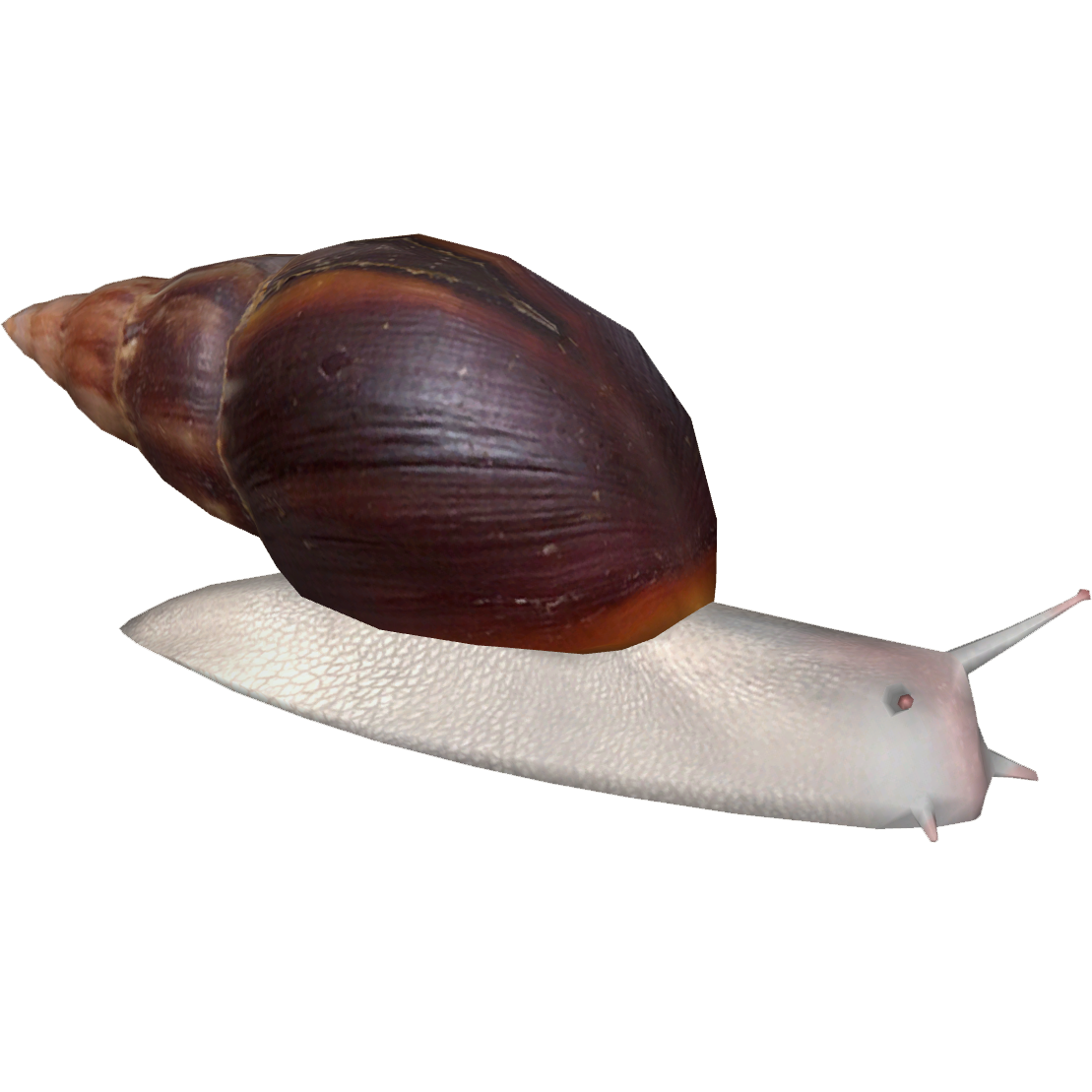 Snails PNG Photo Image