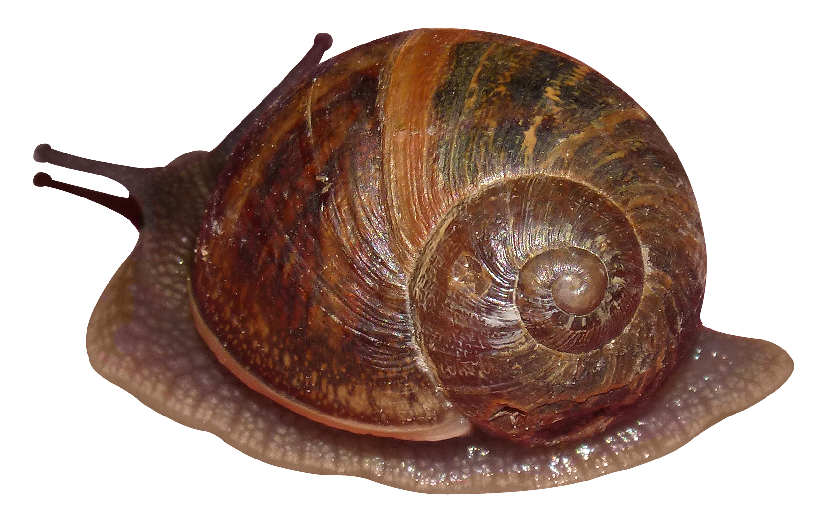 Snails PNG Photos