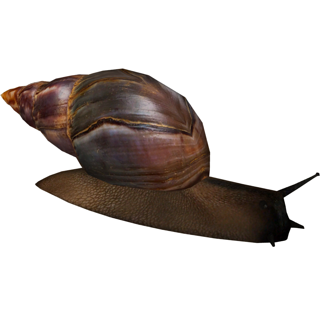 Snails PNG Pic Background