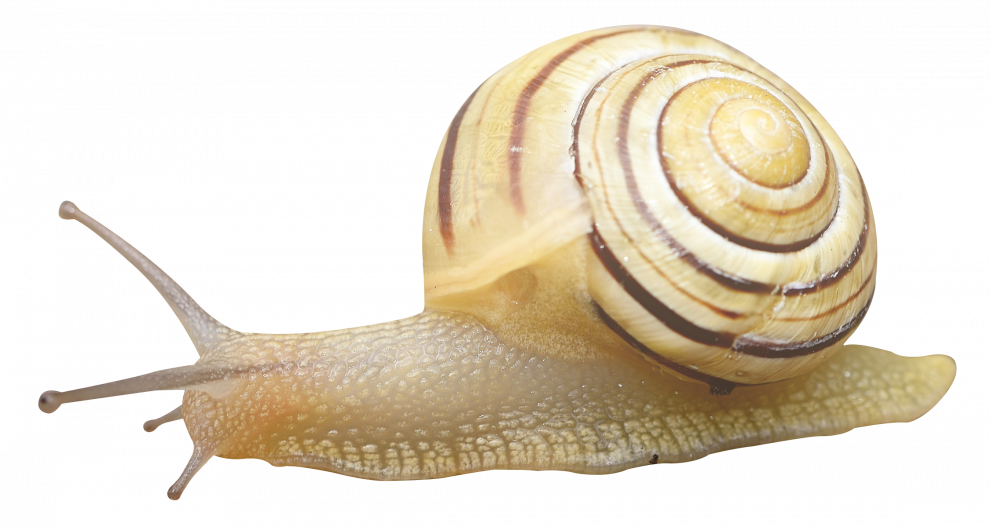 Snails Transparent File