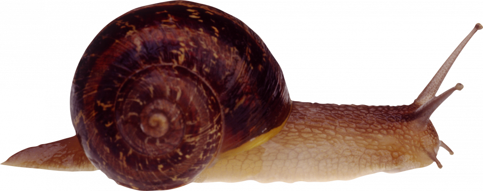 Snails Transparent Free PNG