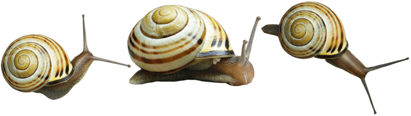 Snails Transparent Image