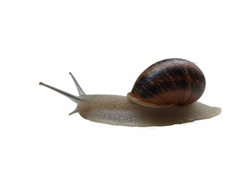 Snails Transparent PNG