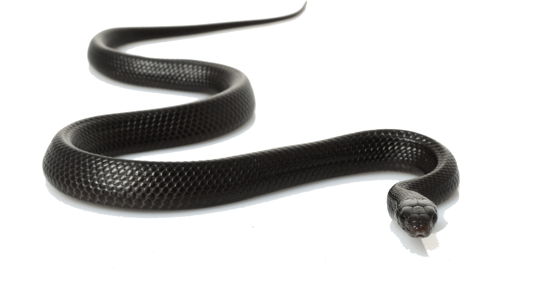 Snake PNG images HD