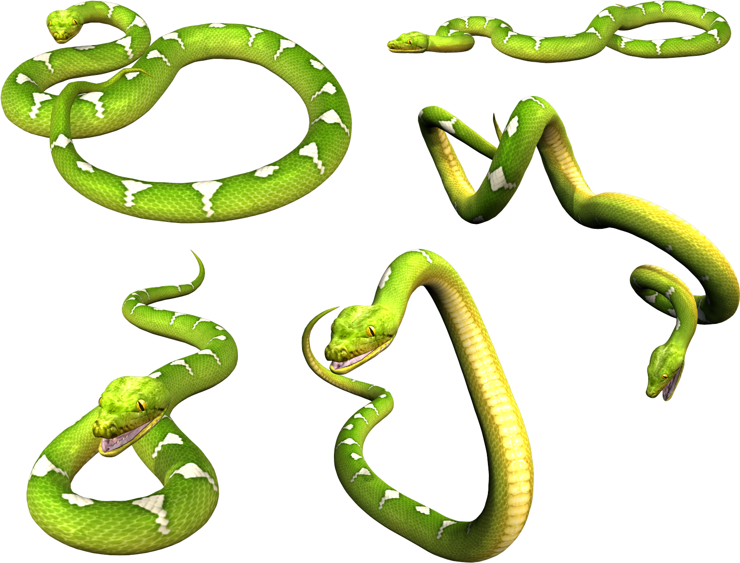 Fotos de PNG de serpiente