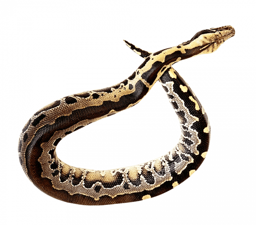 Fondo de la foto PNG de serpiente