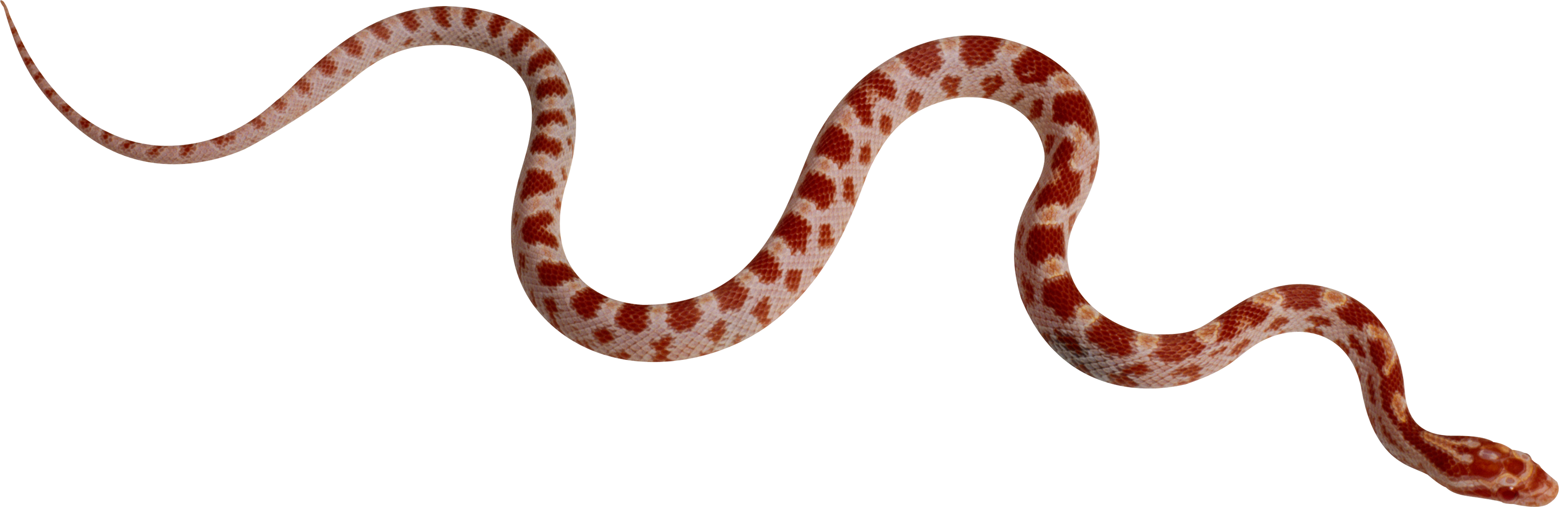 Archivo transparente de serpiente