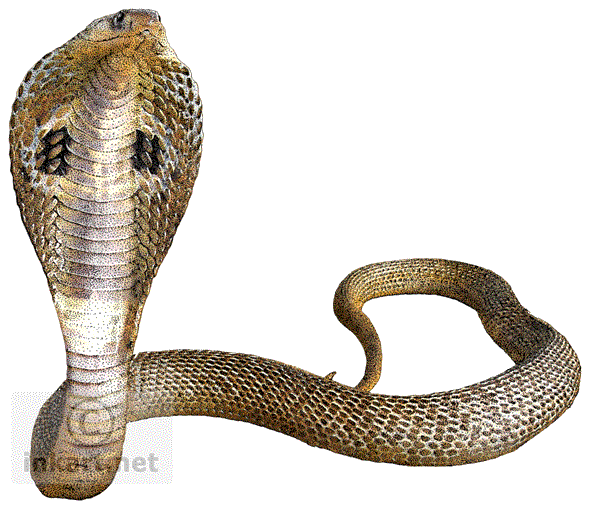 Imagem Transparente de cobras
