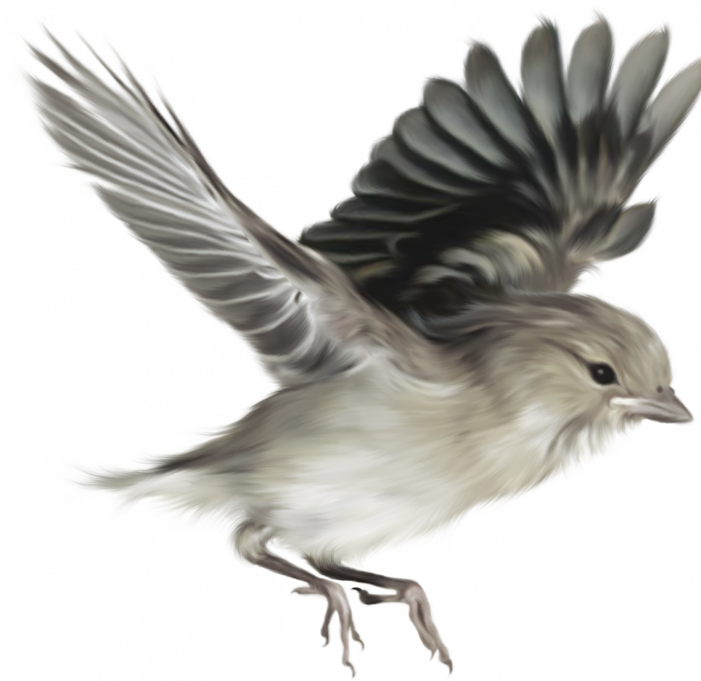 Sparrow Background PNG Image