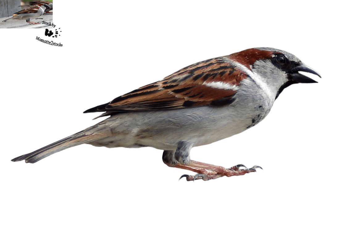 Sparrow No Background