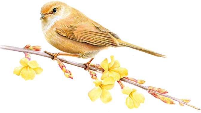 Sparrow PNG Clipart Background