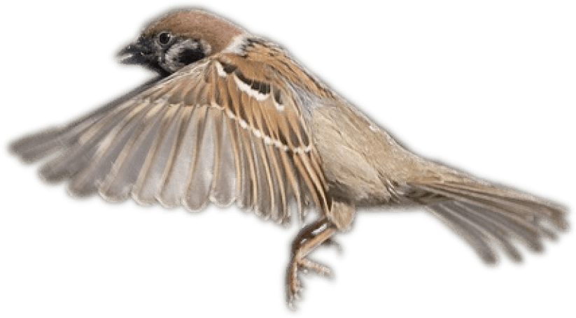 Sparrow PNG Free File Download