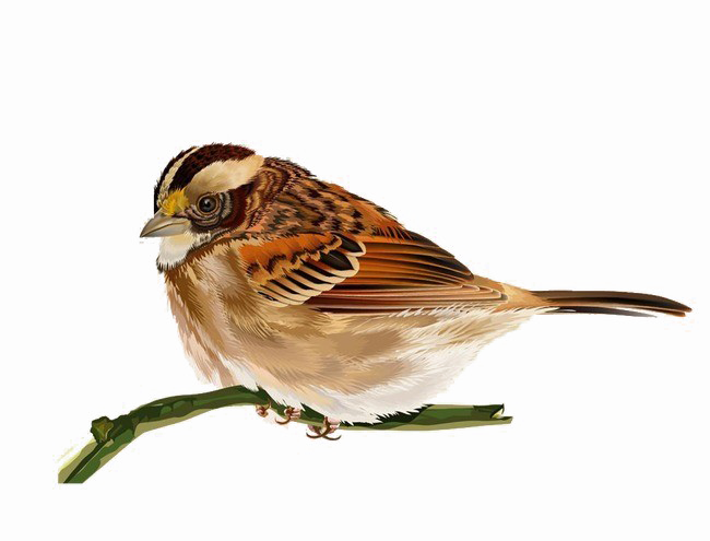 Sparrow PNG Pic Background