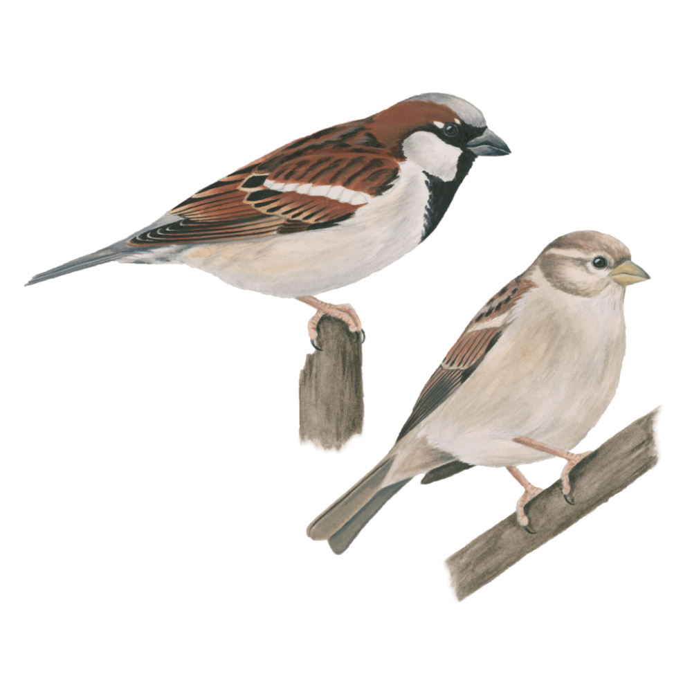 Sparrow Transparent Background