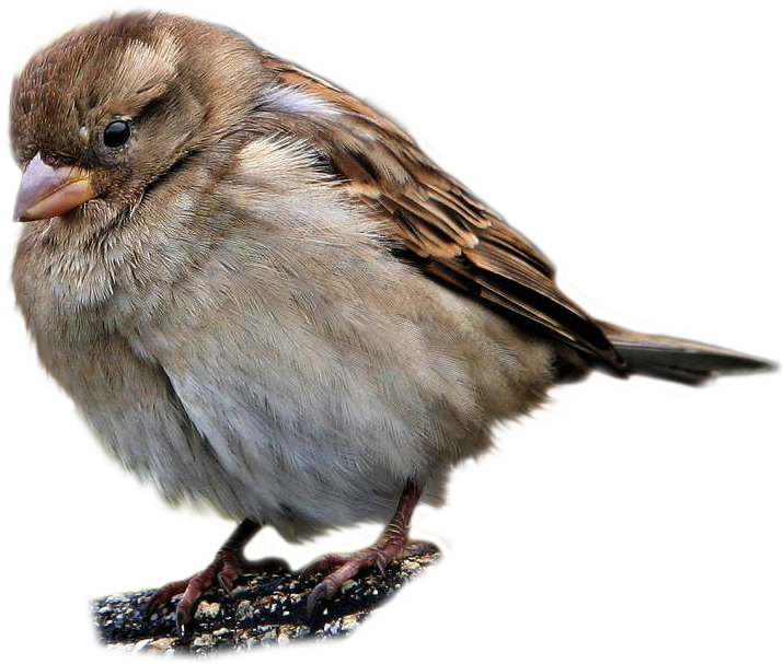 Sparrow Transparent Free PNG