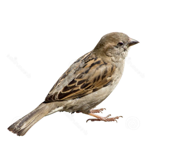 Sparrow Transparent Images