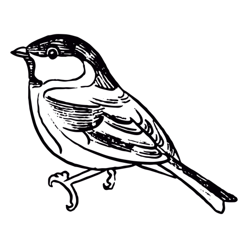 Starling Background PNG