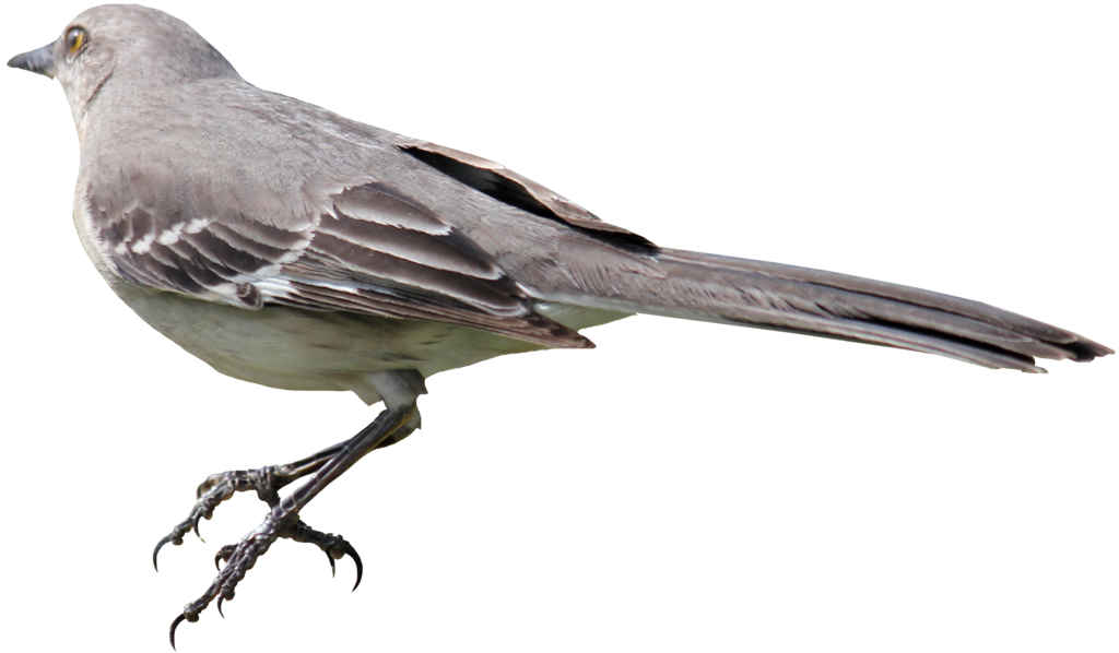 Starling PNG Background