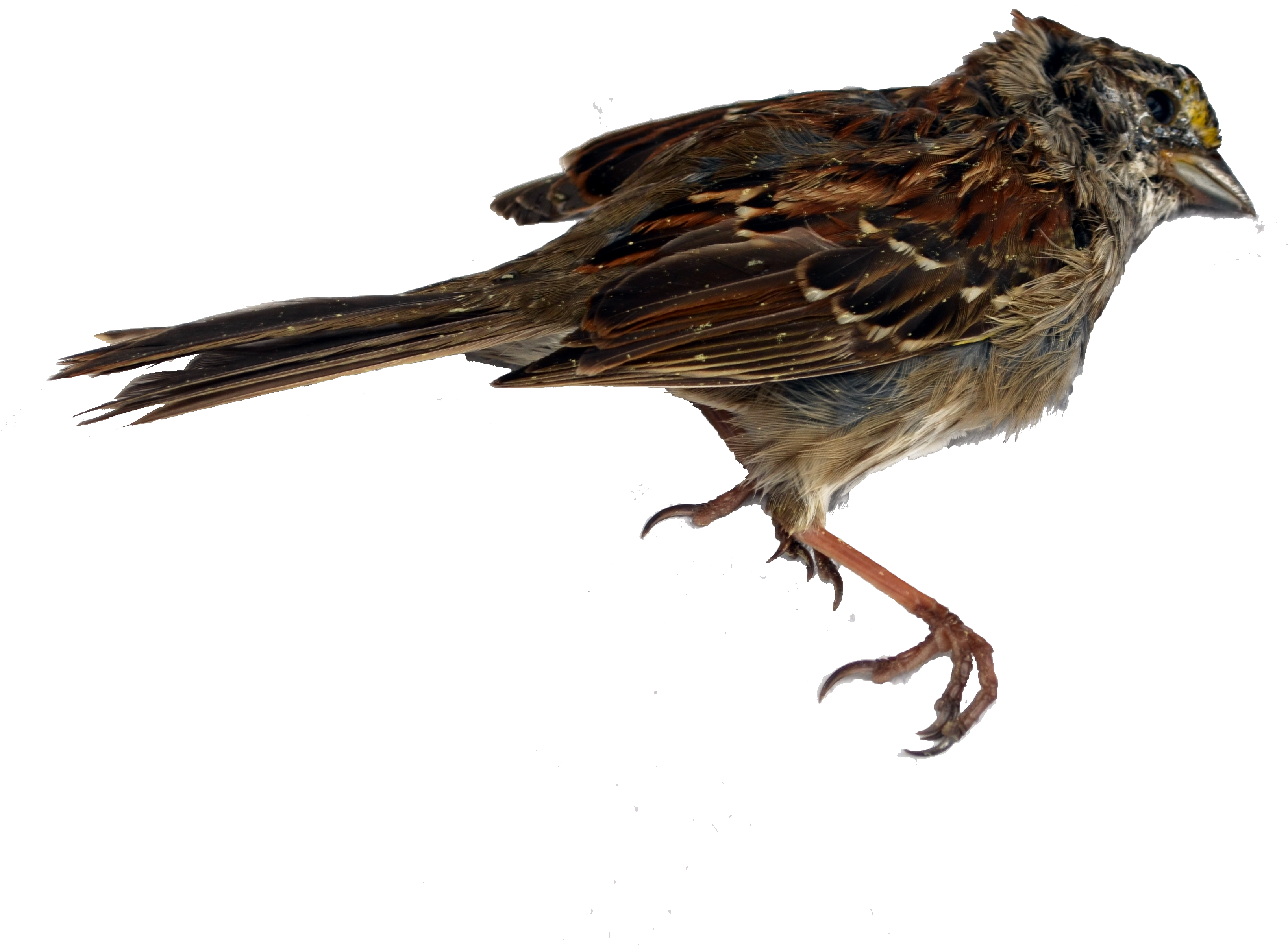 Starling PNG Free File Download