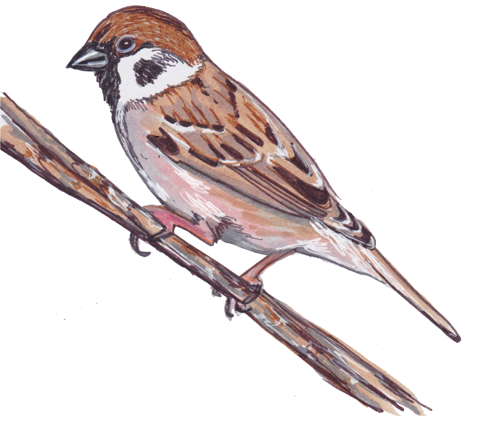 Starling PNG HD Quality