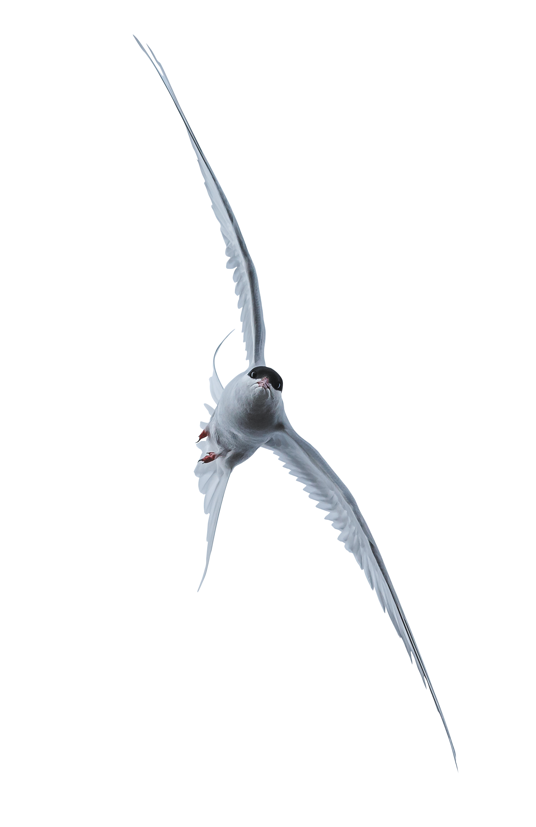 Sternidae Transparent Image