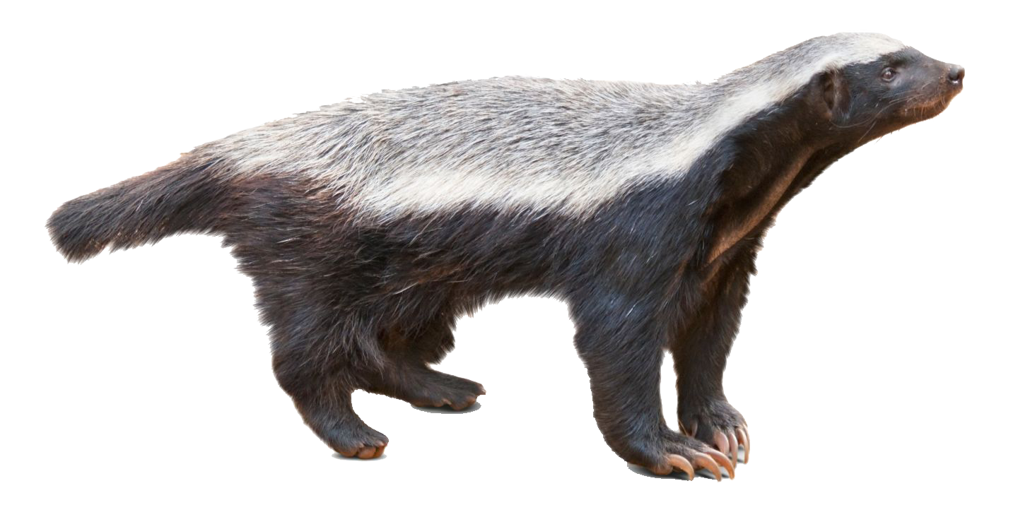 Stink Badgers PNG Images HD
