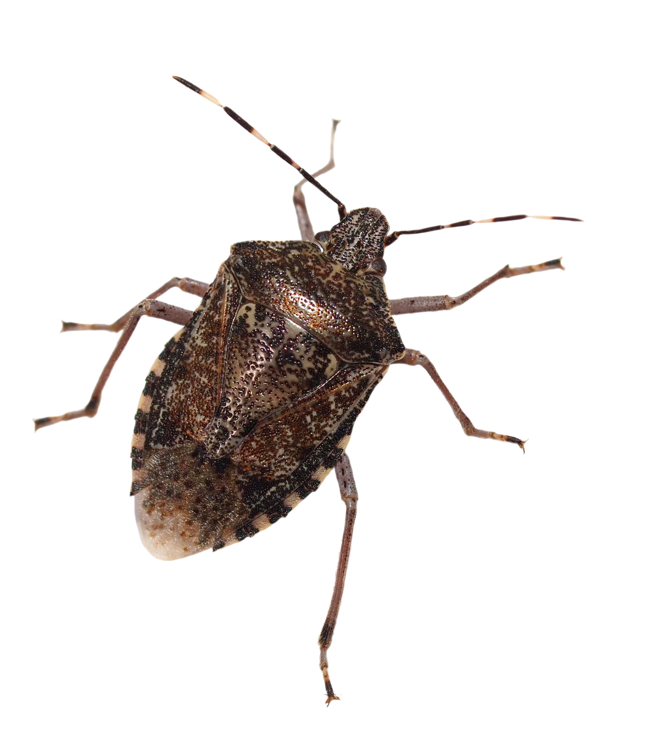 Stink Bugs PNG Background