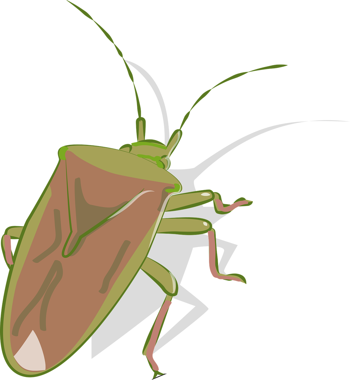 Stink Bugs PNG Images HD