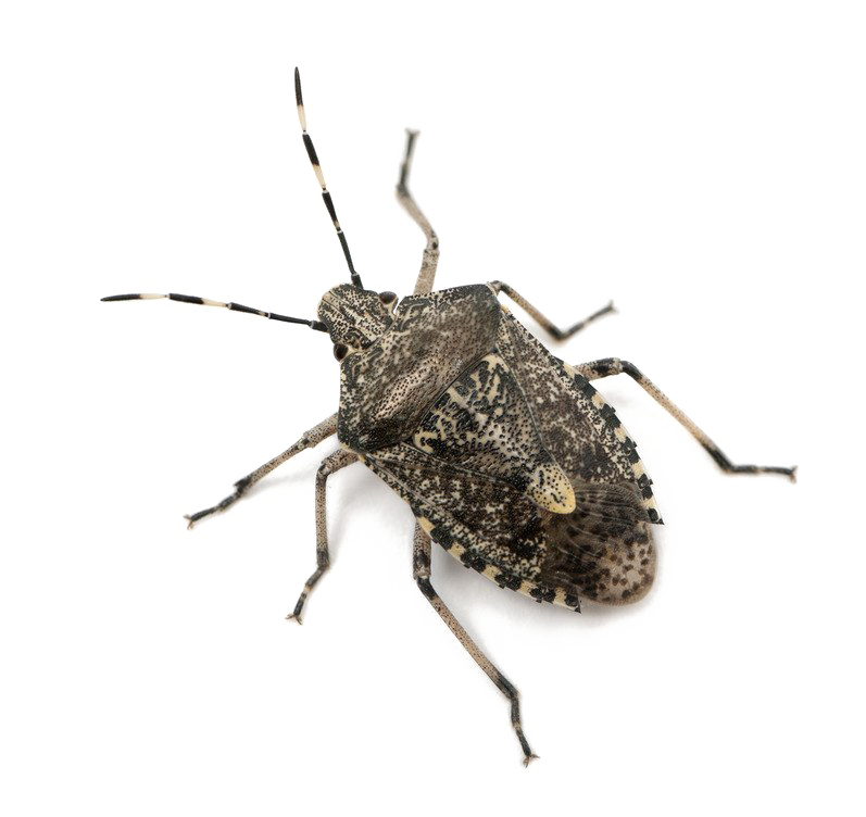Stink Bugs PNG Photo Image