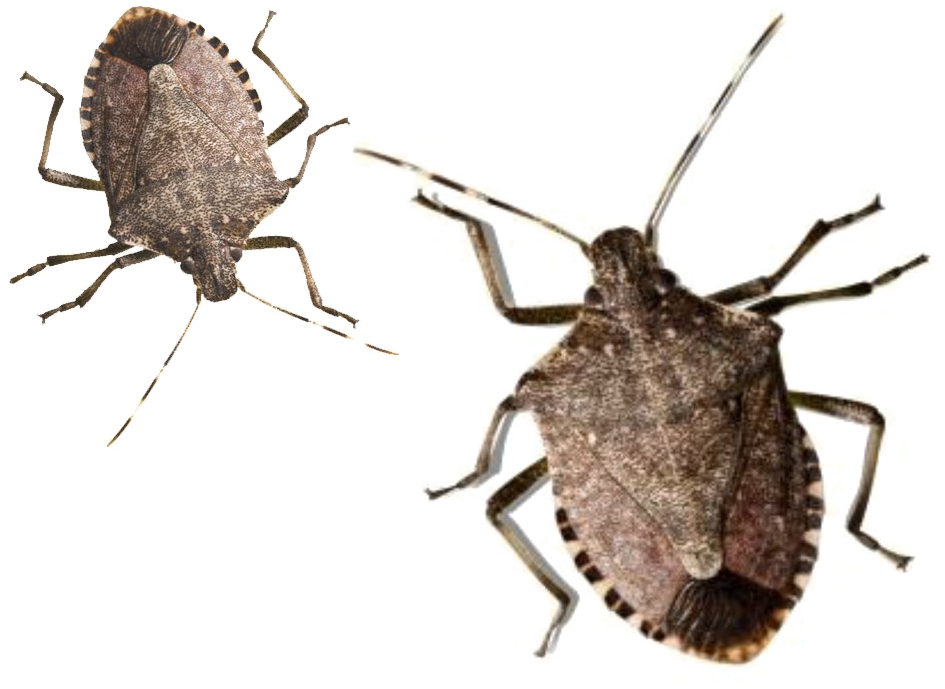 Stink Bugs Transparent Free PNG