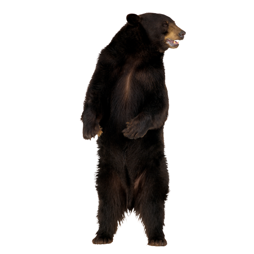Sun Bear PNG Pic Background