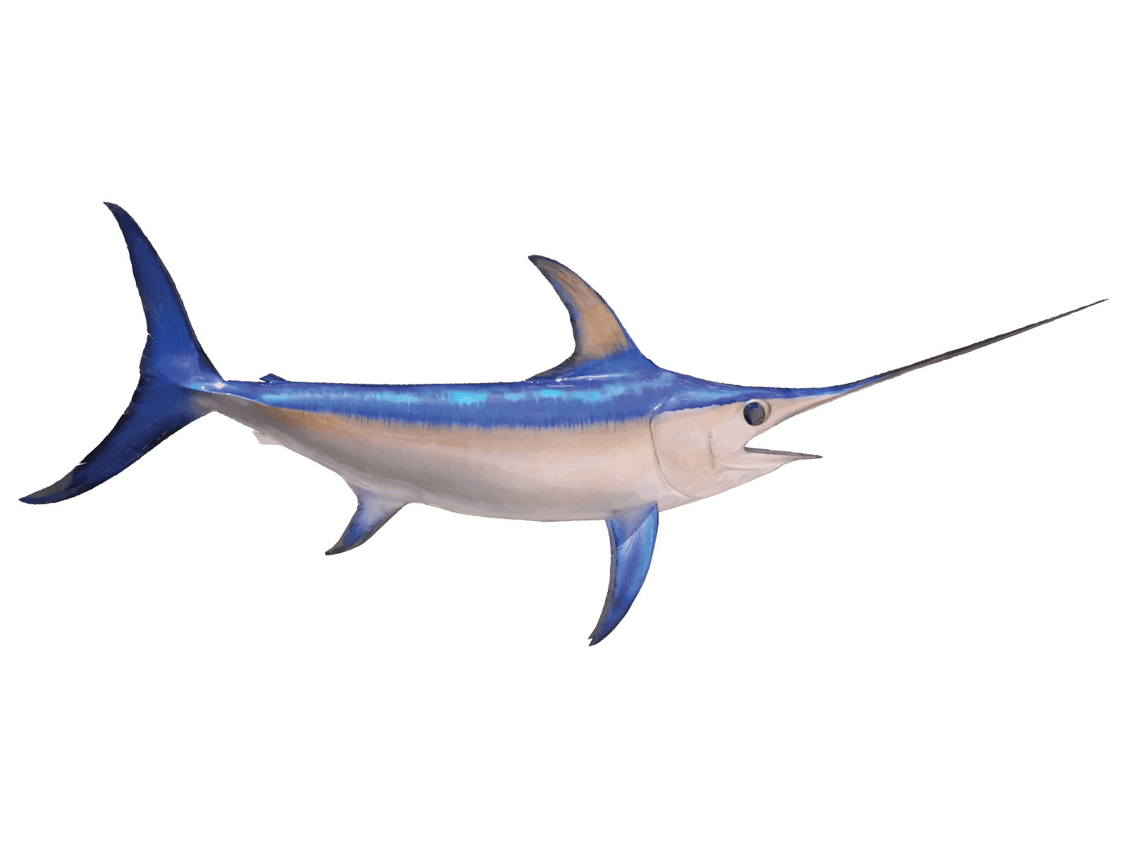 Sword Fish PNG Pic Background