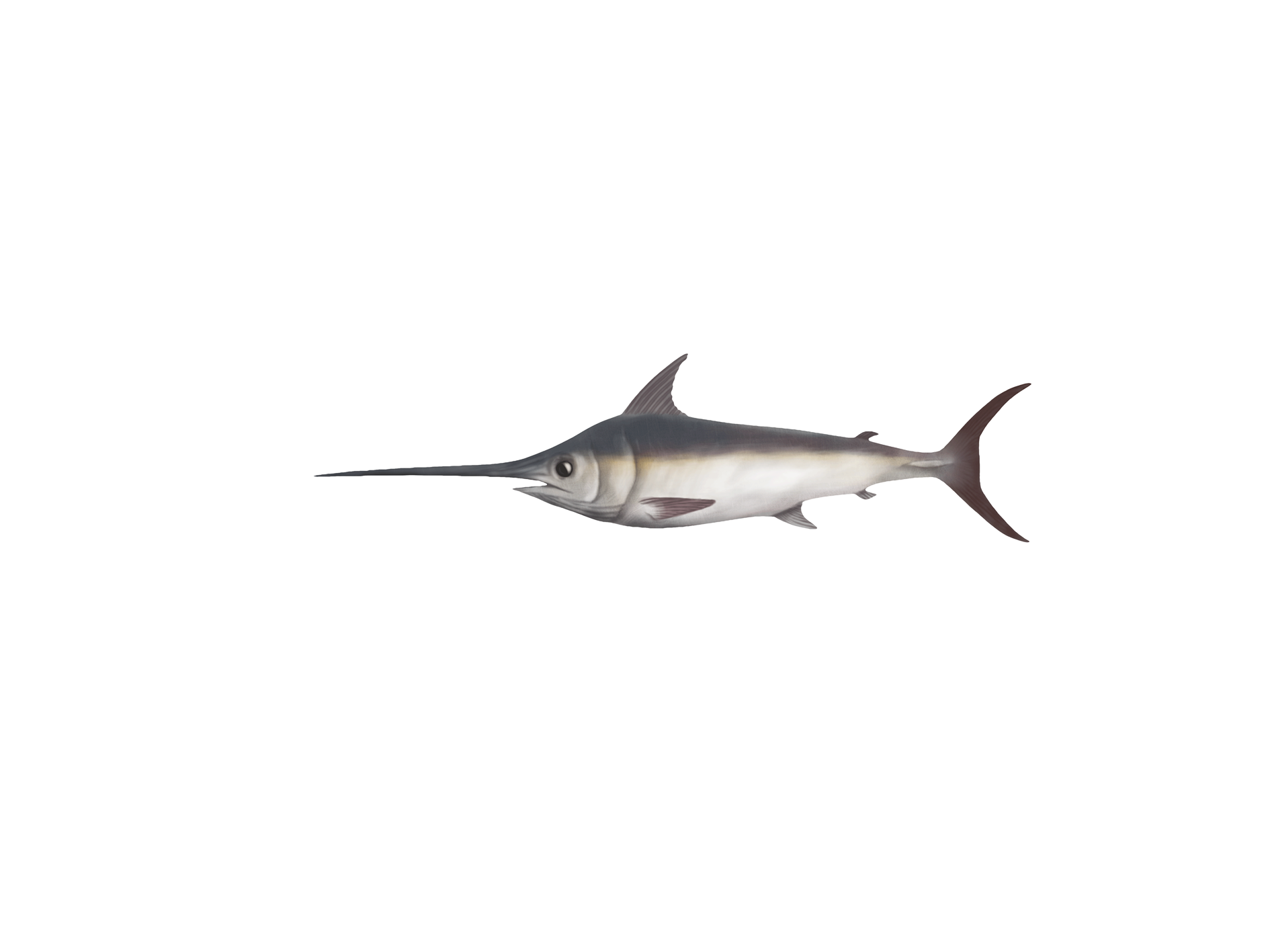 Sword Fish Transparent File