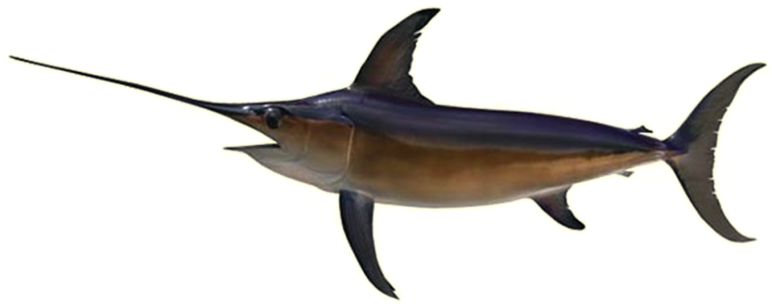 Sword Fish Transparent Image
