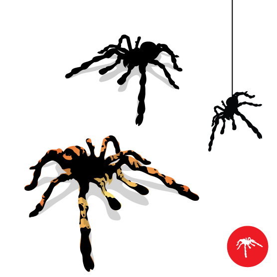 Tarantula PNG Clipart Background