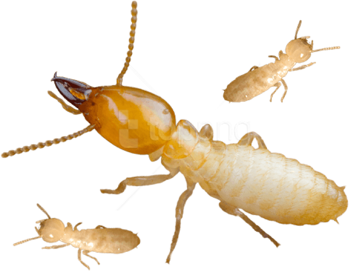 Termite Background PNG Image